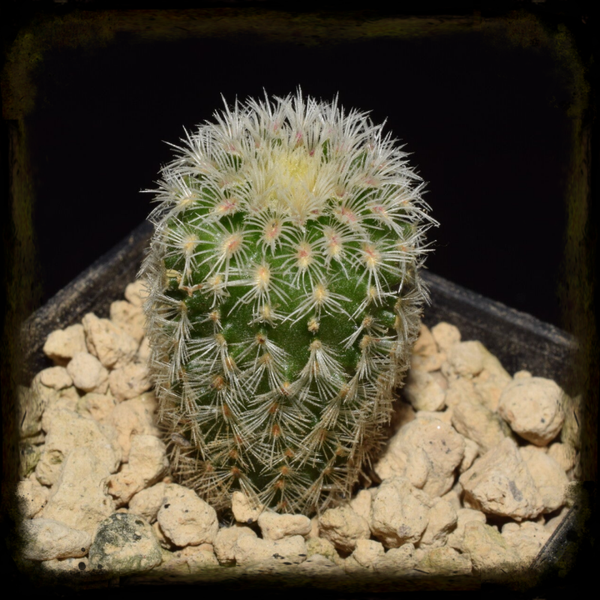 EC489: Echinocereus rigidissimus subsp. rubispinus, Lau 088, Sierra Obscura 1800m, Chihuahua, Mexicó