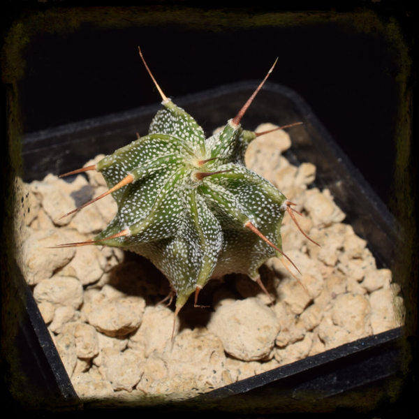 AH024: Astrophytum ornatum