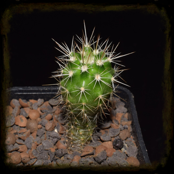 EC124: Echinocereus bakeri, MAO-0296, Virgin
