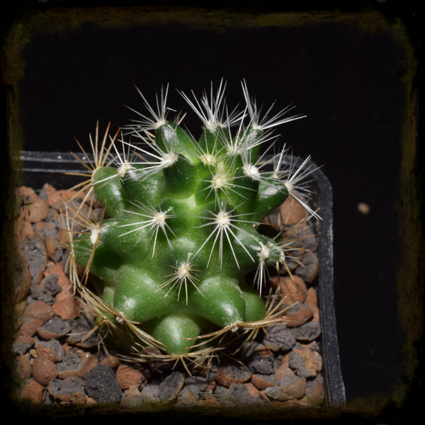 PP175: Pelecyphora missouriensis