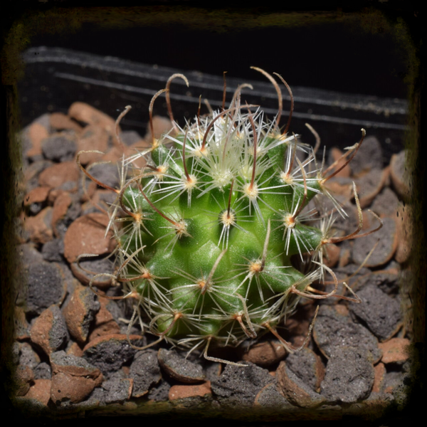 EF028: Stenocactus crispatus (ex phyllacanthus var. violaciflorus), SB 107, Salinas, San Luis Potosi, Mexicó