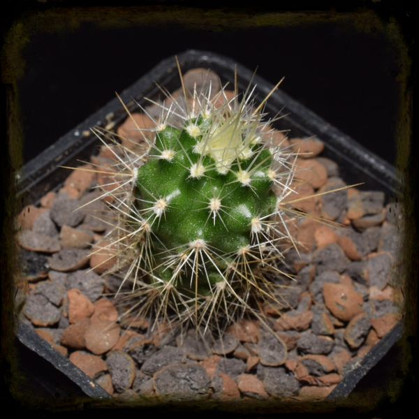 EC113: Echinocereus coccineus, MAO-0432, New Mexico