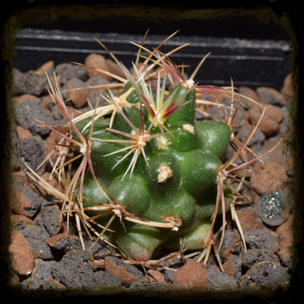 TC041: Thelocactus bicolor subsp. bicolor (ex T. bicolor var. texensis)