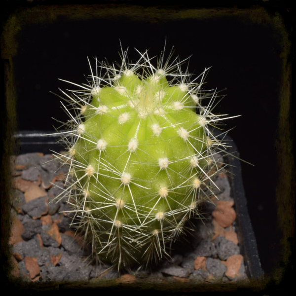 SH010: Soehrensia candicans (ex T. pseudocandicans)