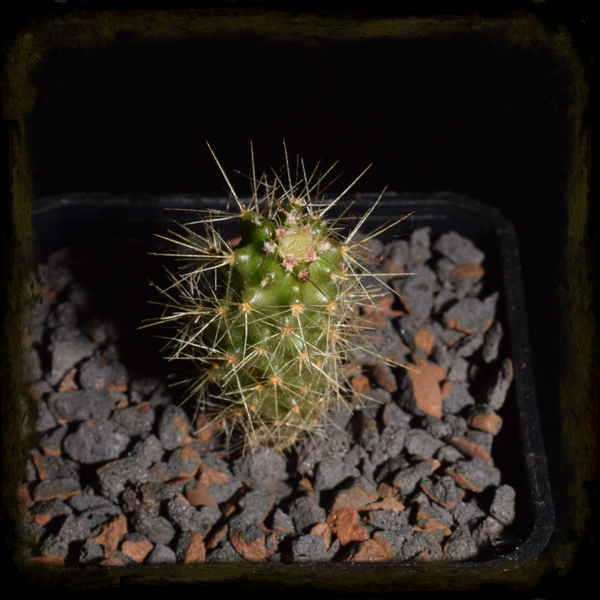 EC117: Echinocereus coccineus, MAO-0229, Manzano Mountains