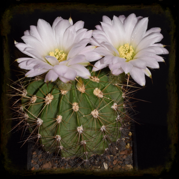 AY067: Acanthocalycium spiniflorum (ex violaceum), Salsacate, Cordoba