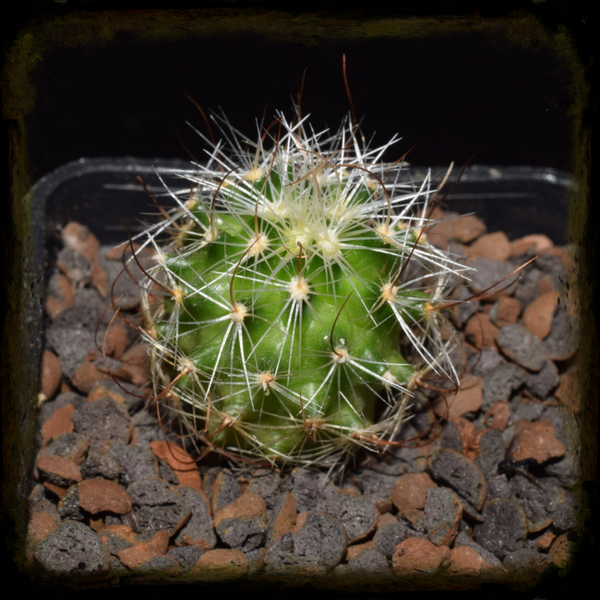 EF027: Stenocactus multicostatus subsp. zacatecasensis, PP63, Zacatecas, Zacatecas, Mexicó
