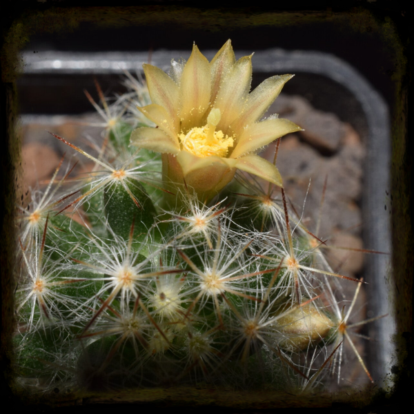 MM041: Mammillaria prolifera subsp. texana