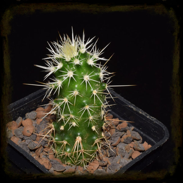 EC568: Echinocereus engelmannii
