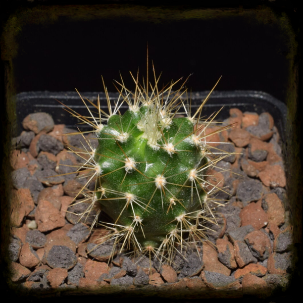 EC113: Echinocereus coccineus, MAO-0432, New Mexico