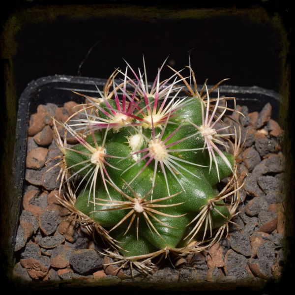 TC042: Thelocactus bicolor