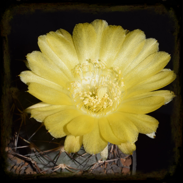 AY069: Acanthocalycium thionanthum subsp. glaucum