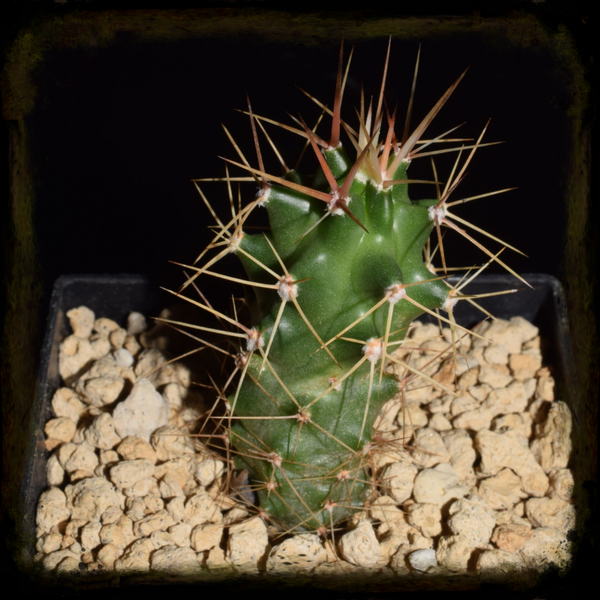 EC090: Echinocereus triglochidiatus, MAO-0316, Taos, USA