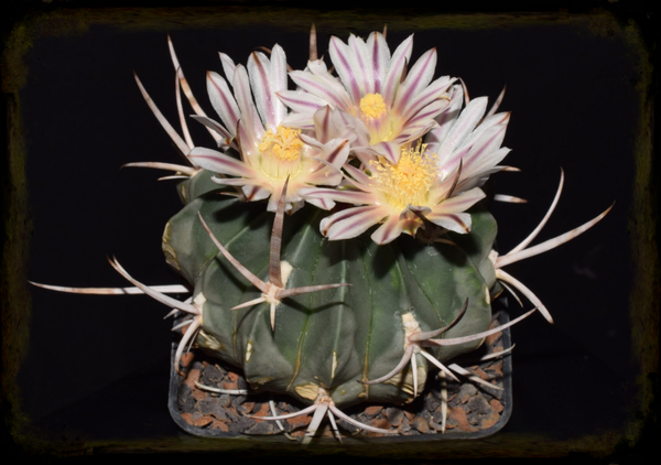 EF023: Stenocactus coptonogonus