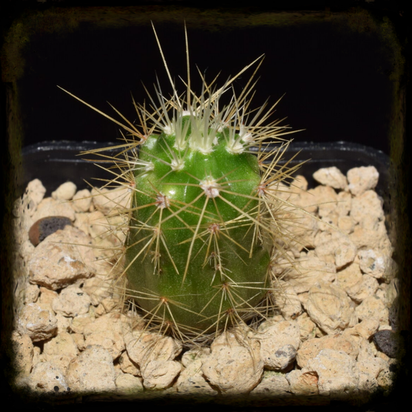 EC477: Echinocereus scheeri , MAO-0056, Estacion Divisadero, Chihuahua, Mexicó