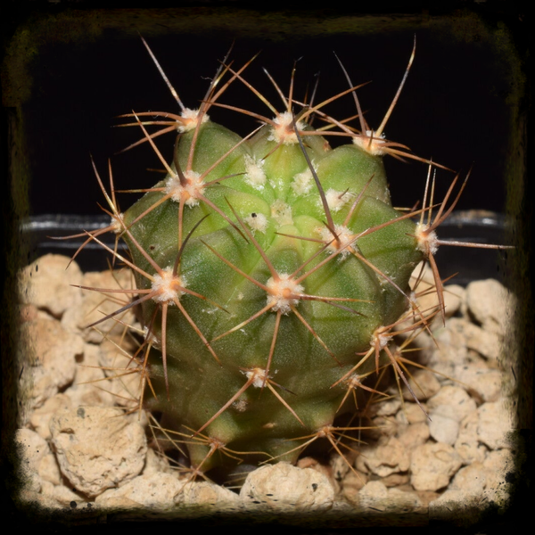 LV083: Lobivia pilayensis, TB 1040.1, Rio Pilaya, Bolivia (violette Blüte)