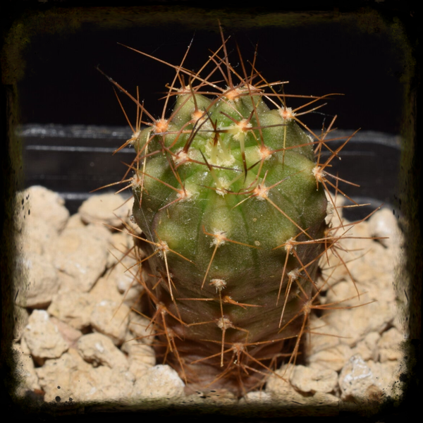 LV082: Lobivia pilayensis, MN 767, South Pilaya, Bolivia (weiße Blüte)