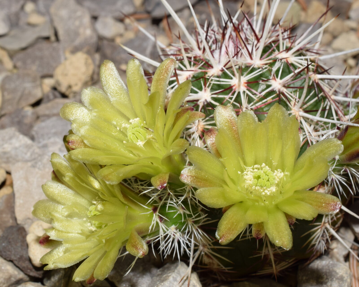 boston farn Farn Nephrolepis Boston | 75 cm