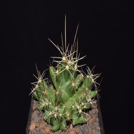 dsc_4226jpg-1.jpg
