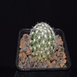 dsc_4181jpg.jpg