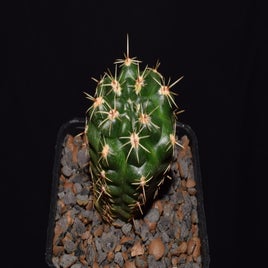 dsc_5835jpg.jpg