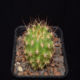 dsc_5727jpg.jpg