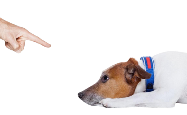 Los 4 hábitos necesarios para tener un perro tranquilo y obediente