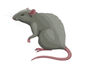 ratindekitchen