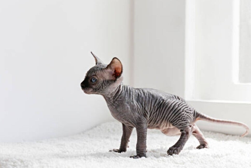 Chatons en vente pour l'adoption