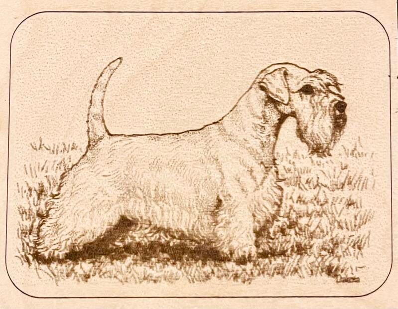 Sealyham terrier graveret på Birke krydsfiner