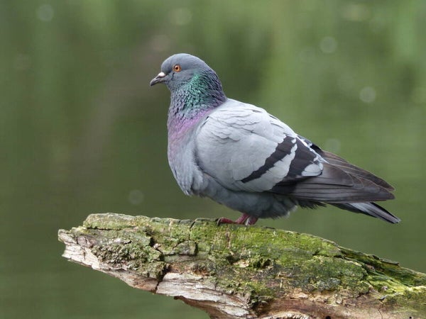 Duiven