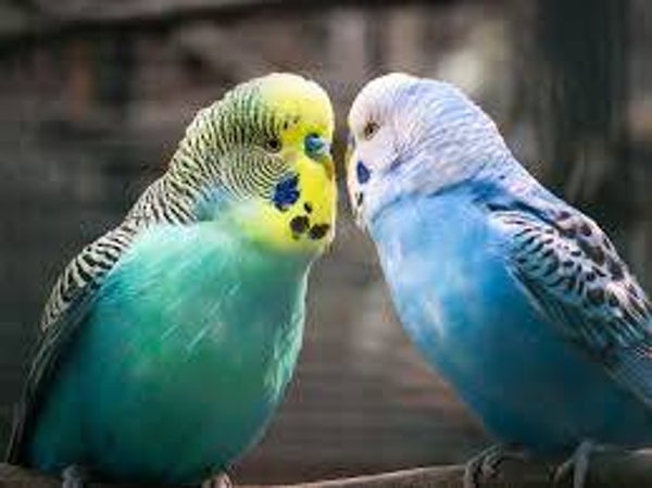 Parkieten