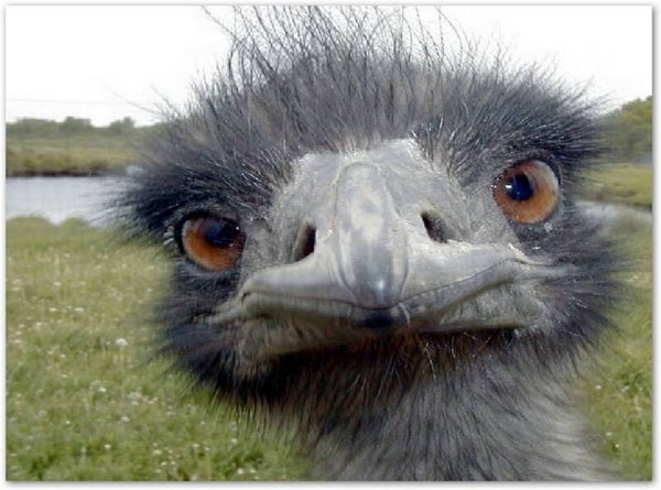 Struisvogels