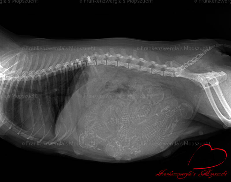rntgenbild-2.jpg