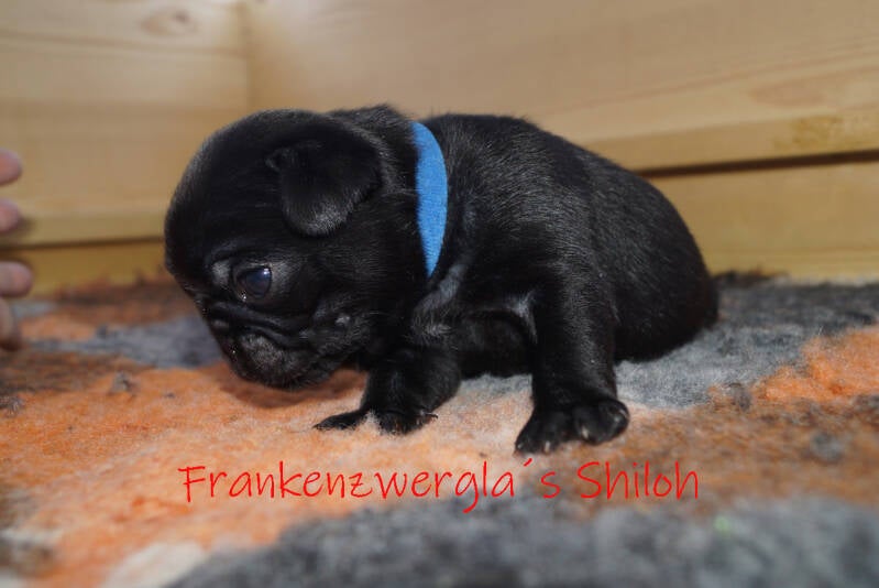 shiloh01-standard.jpg