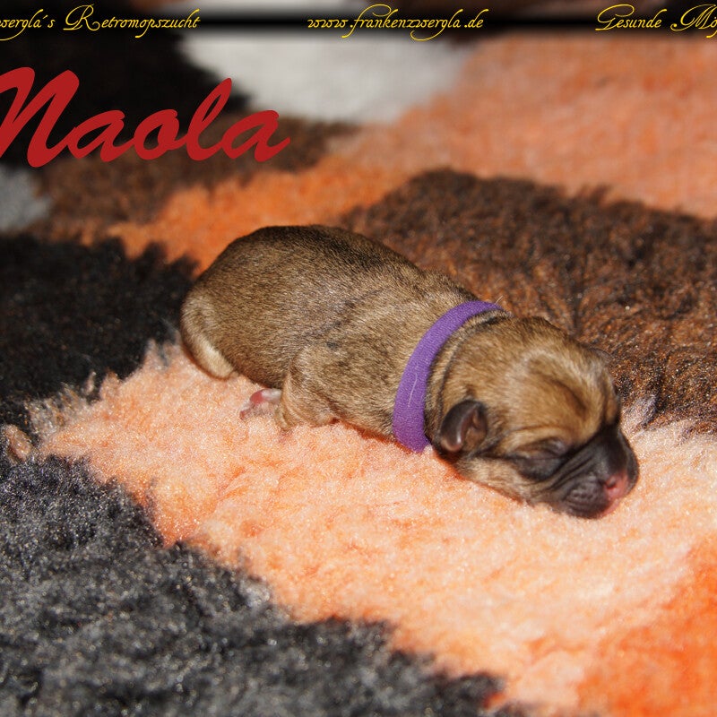 naola3.jpg