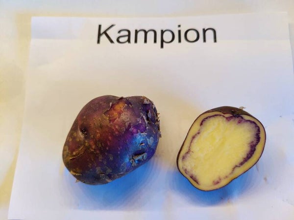Kampion