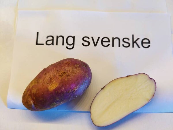 Lang svenske