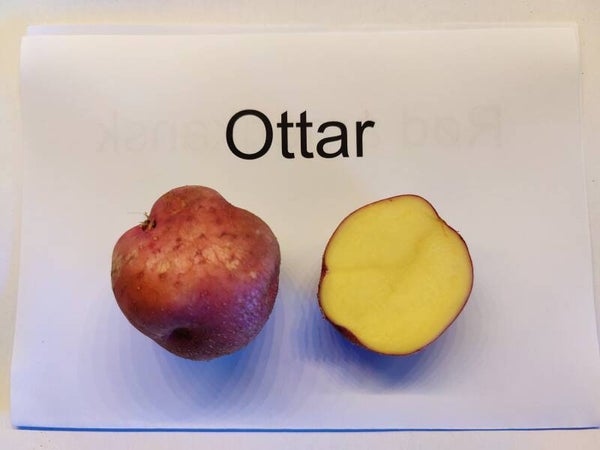 Ottar