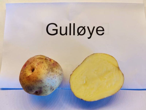 Gulløye