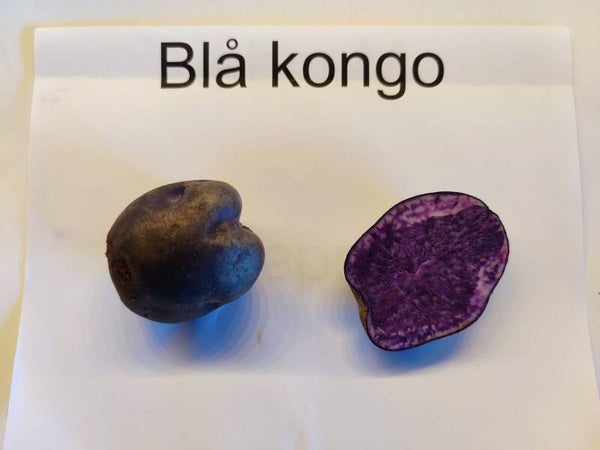 Blå Kongo