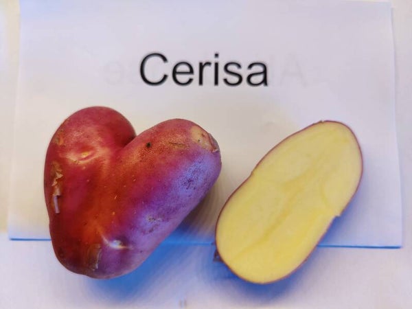 Cerisa
