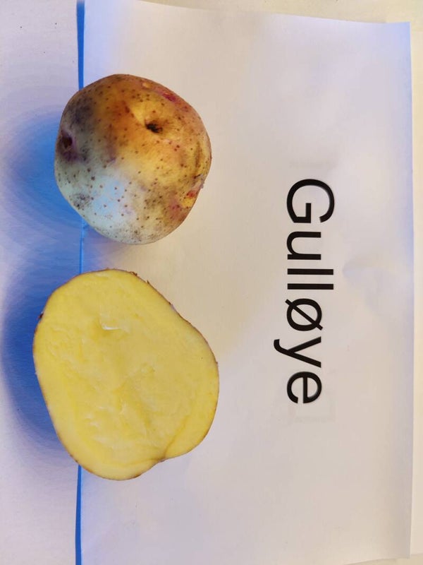 Gulløye