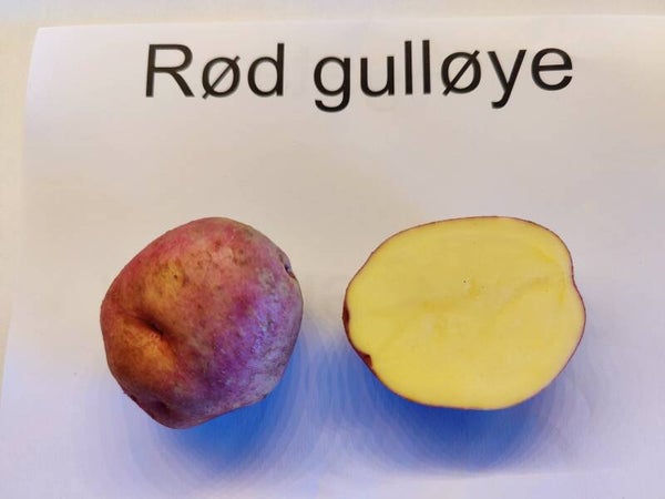 Rød gulløye