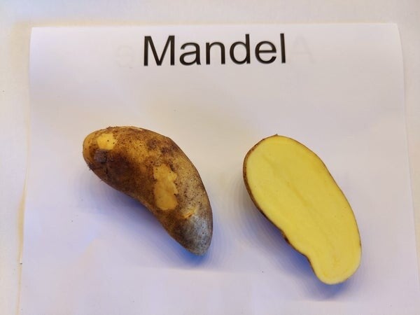 Mandel