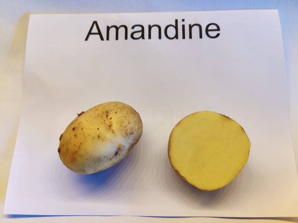 Amandine