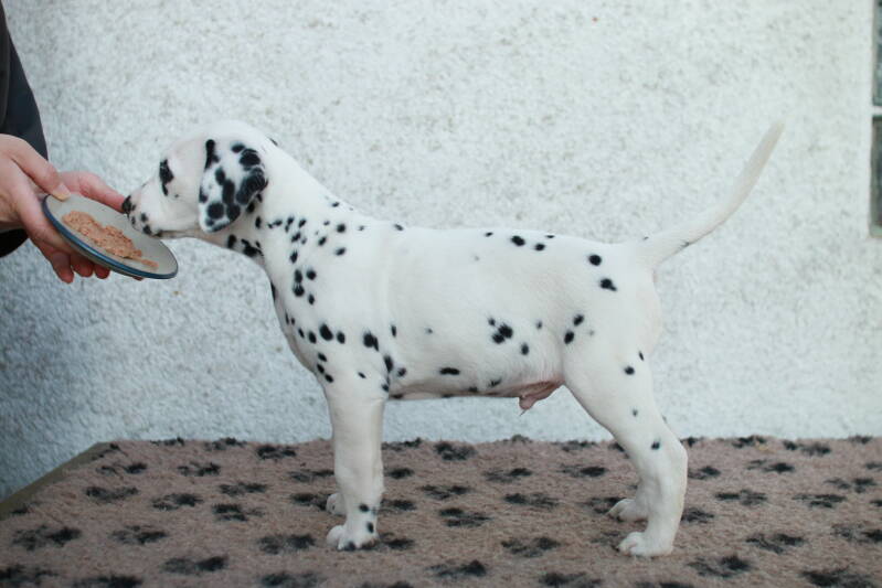 img_2644-standard.jpg