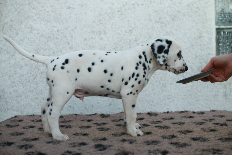 img_2650-standard.jpg