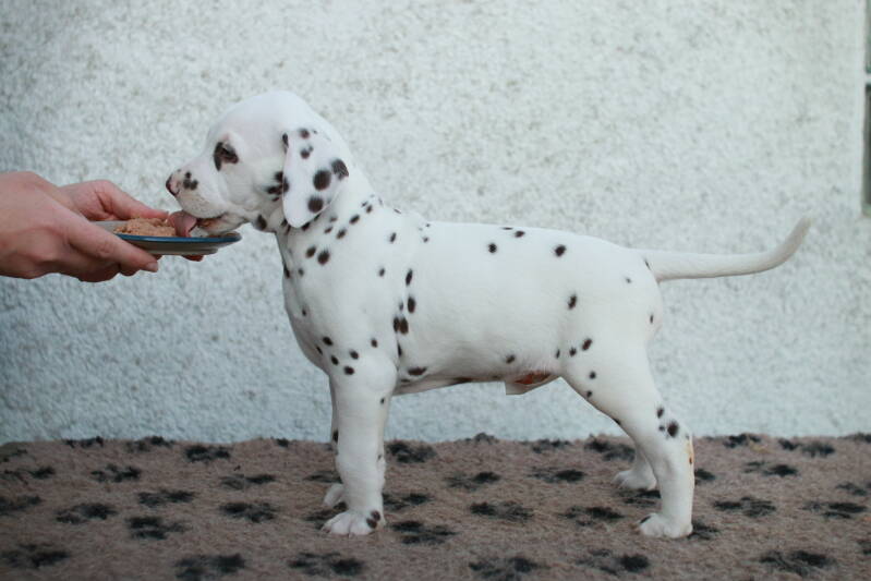 img_2678-standard.jpg