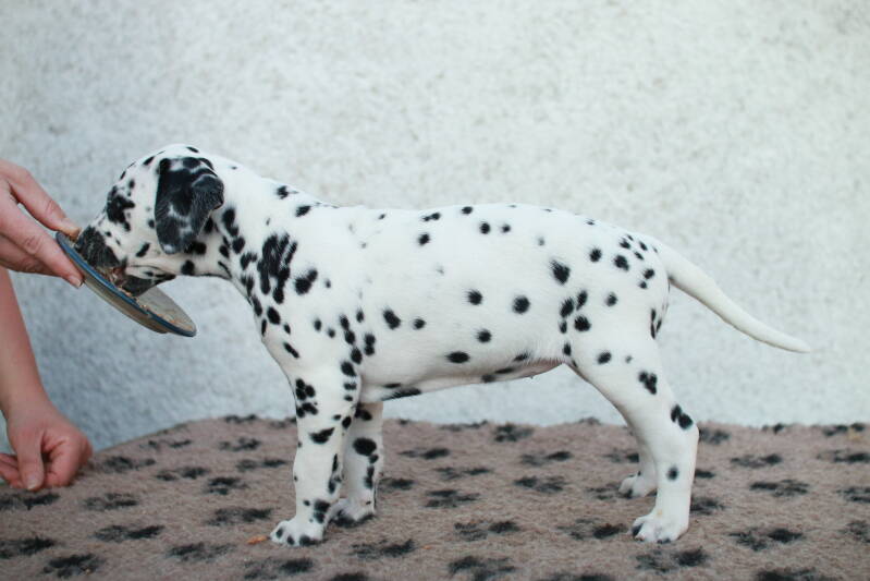 img_2740-standard.jpg